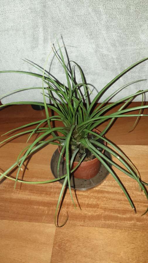 Tillandsia 2