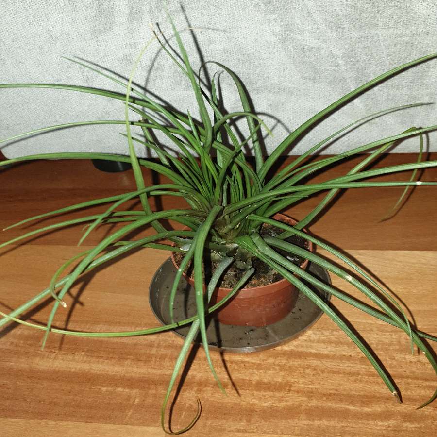 Tillandsia