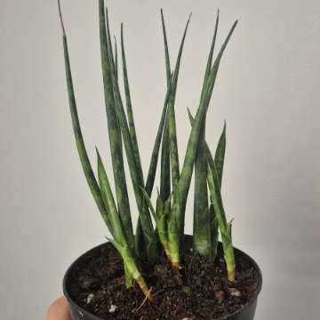 Sansewieria CYLINDRYCZNA WĘŻOWNICA