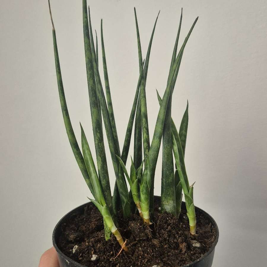 Sansewieria CYLINDRYCZNA WĘŻOWNICA