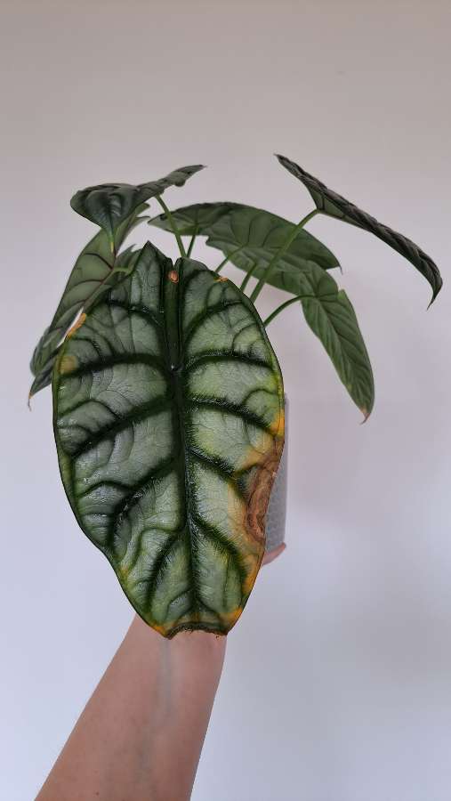 Alocasia Silver Dragon 4