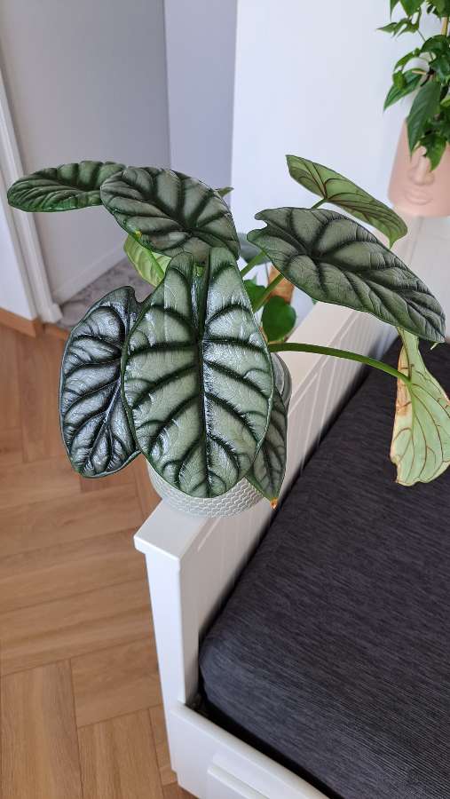 Alocasia Silver Dragon 3