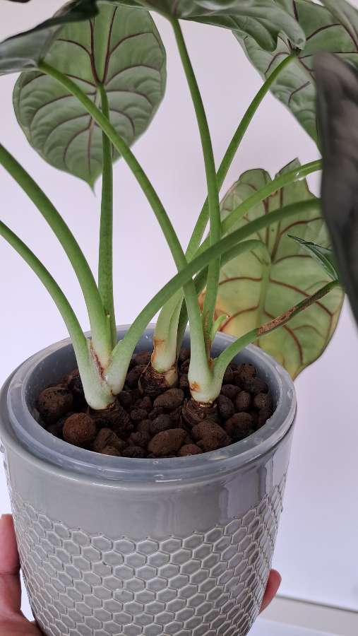 Alocasia Silver Dragon 2