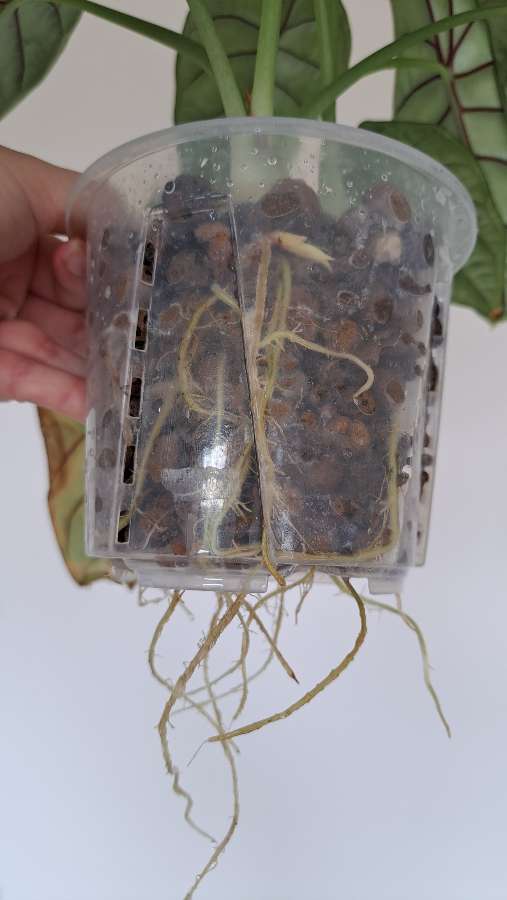 Alocasia Silver Dragon 5