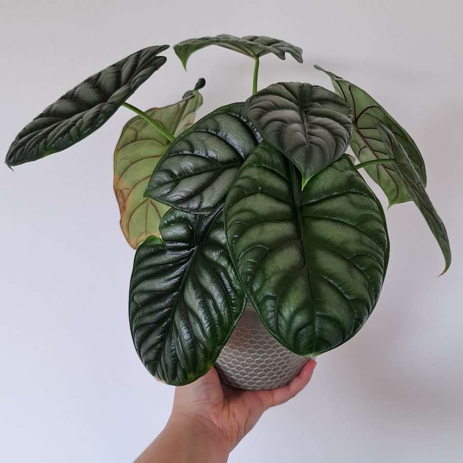 Alocasia Silver Dragon