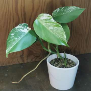 Monstera variegata