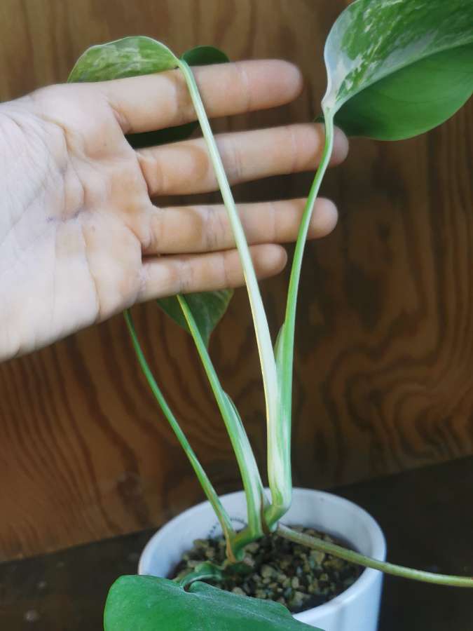 Monstera variegata 2