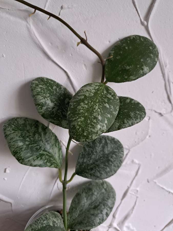 Hoya waymaniae cloudy sky 4