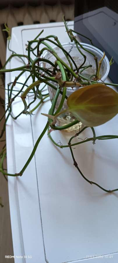 Philodendron 2