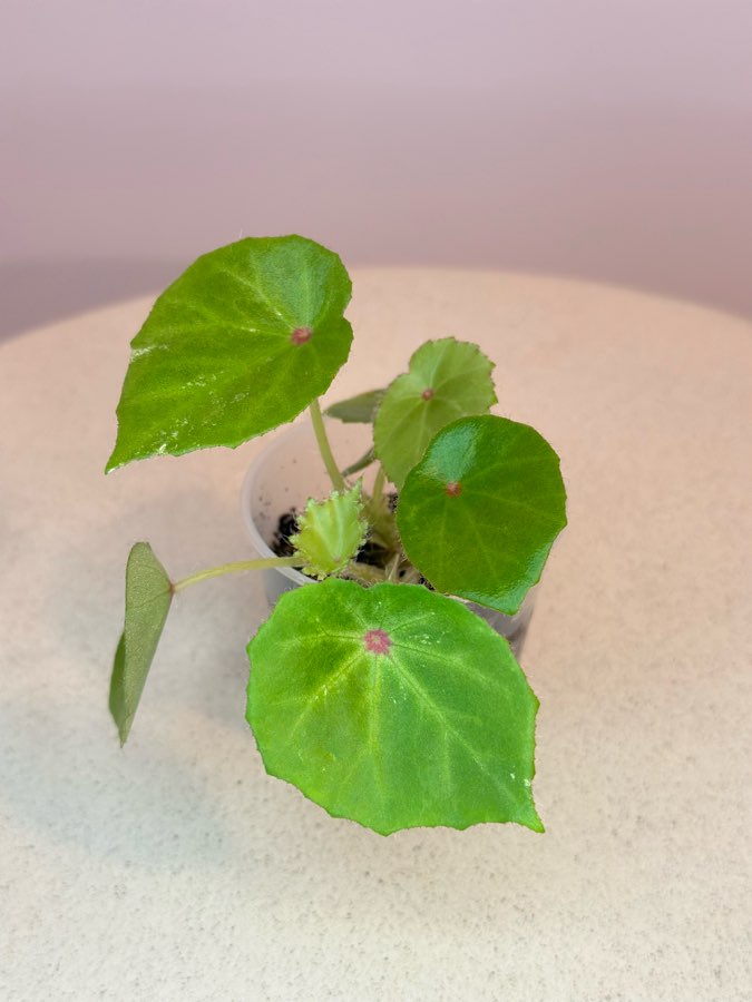 Begonia Rouge Variegata #1 2