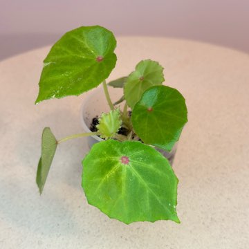 Begonia Rouge Variegata #1