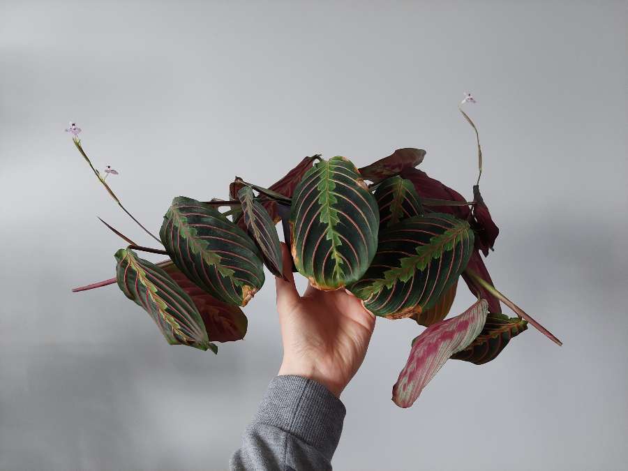 Maranta tricolor 3