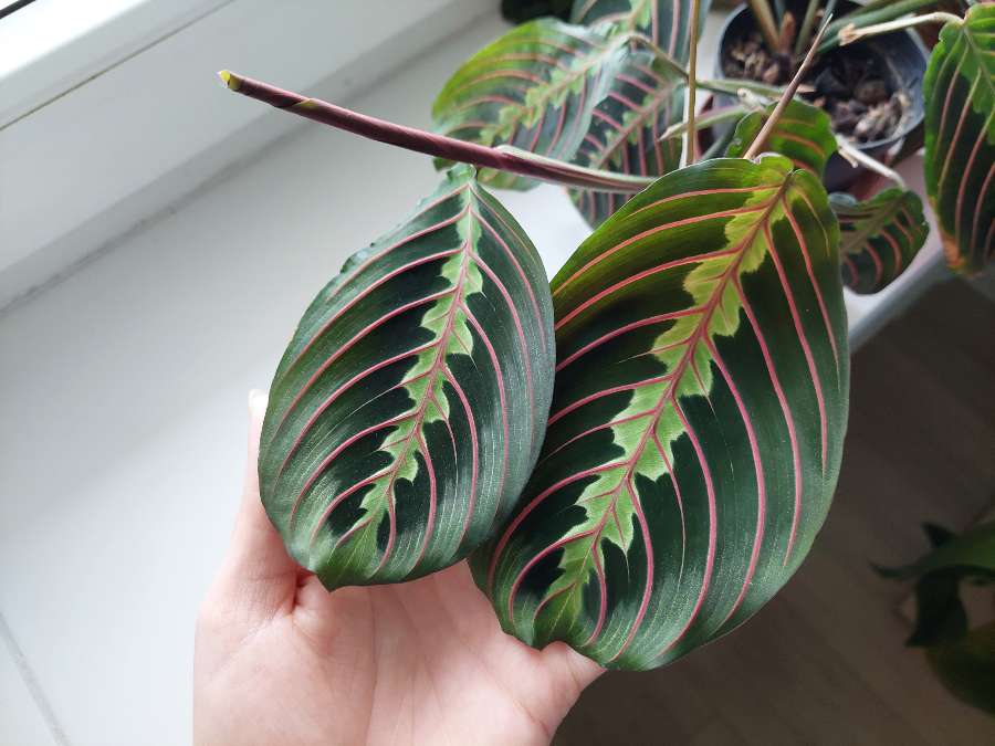 Maranta tricolor 4