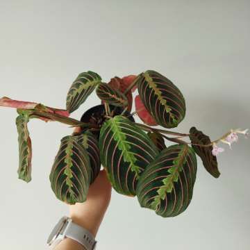 Maranta tricolor