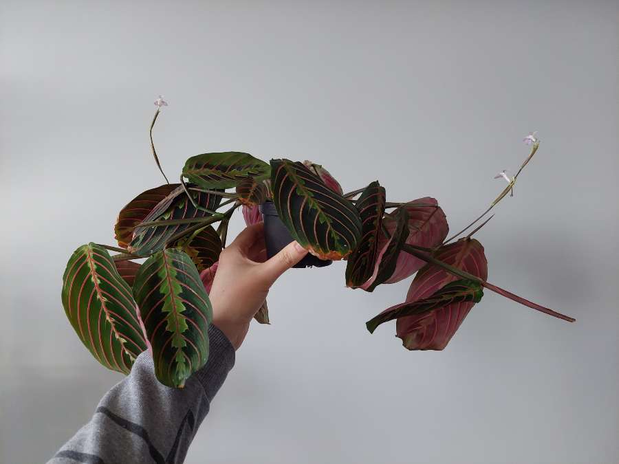 Maranta tricolor 2