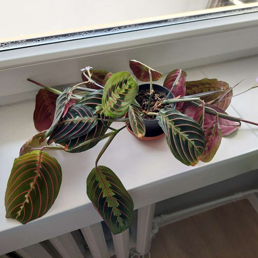 Maranta tricolor