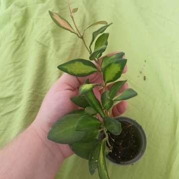 Hoya burtoniae DS70 variegata