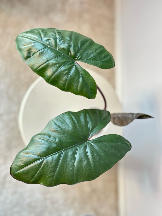 Alokazja Yucatan Princess 2