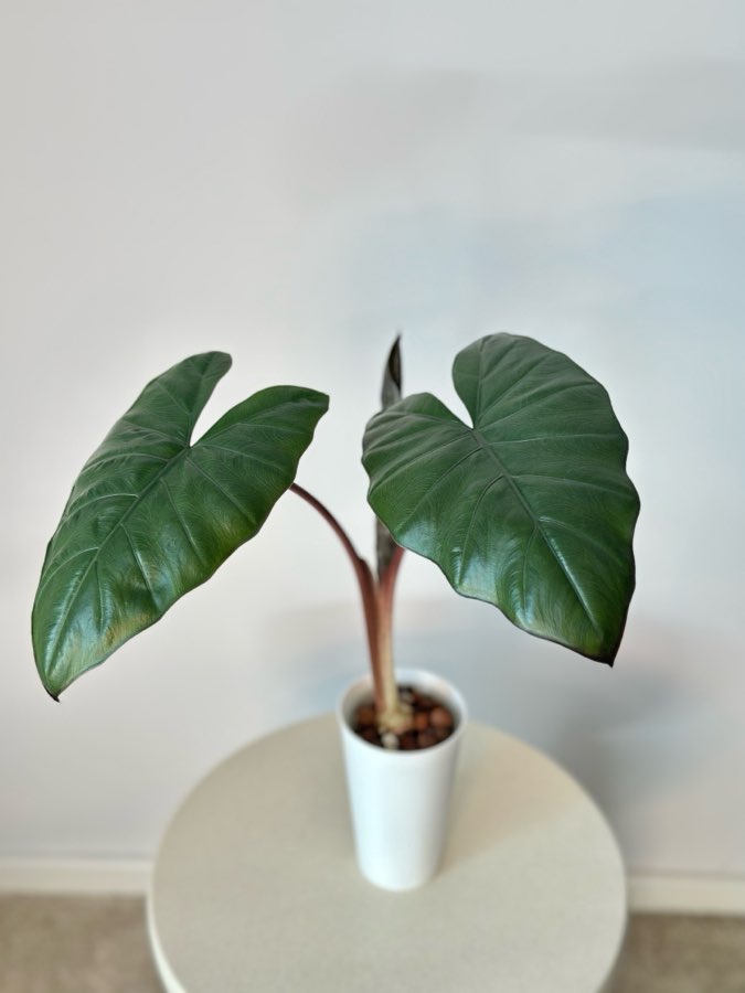 Alokazja Yucatan Princess 3