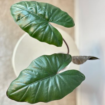 Alokazja Yucatan Princess