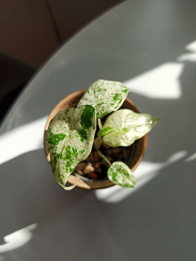 Alocasia Macrorrhiza Splash 2