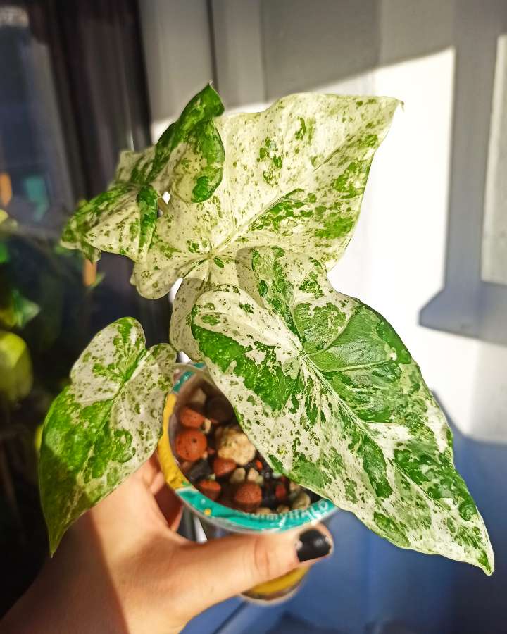 Alocasia Macrorrhiza Splash 3