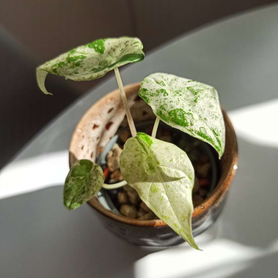Alocasia Macrorrhiza Splash