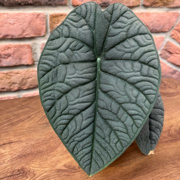 Alocasia Melo