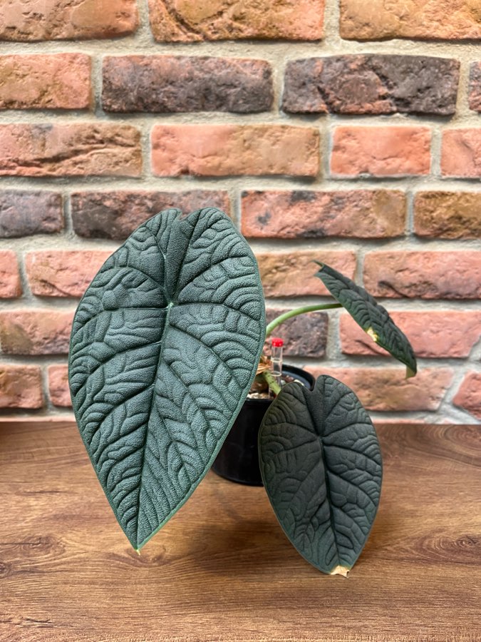 Alocasia Melo 2
