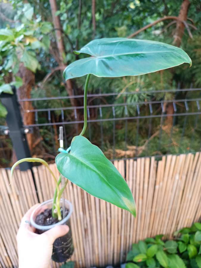 Philodendron Paraiso Verde 4