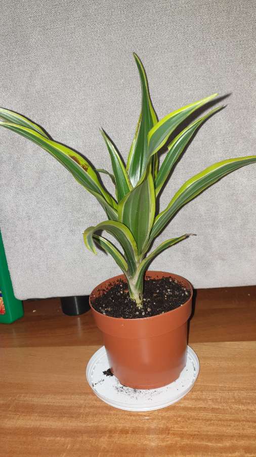 Dracena wonna, dracaena fragrans,odmiana Lemon Lime 3