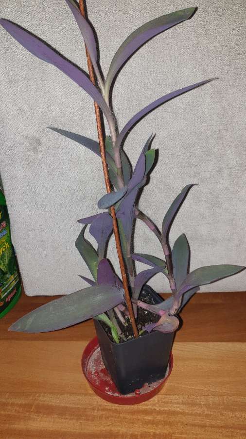 Trzykrotka, setkrezja purpurowa  4