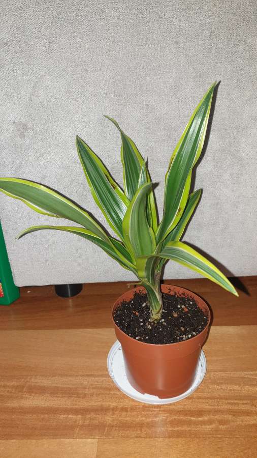 Dracena wonna, dracaena fragrans,odmiana Lemon Lime 2