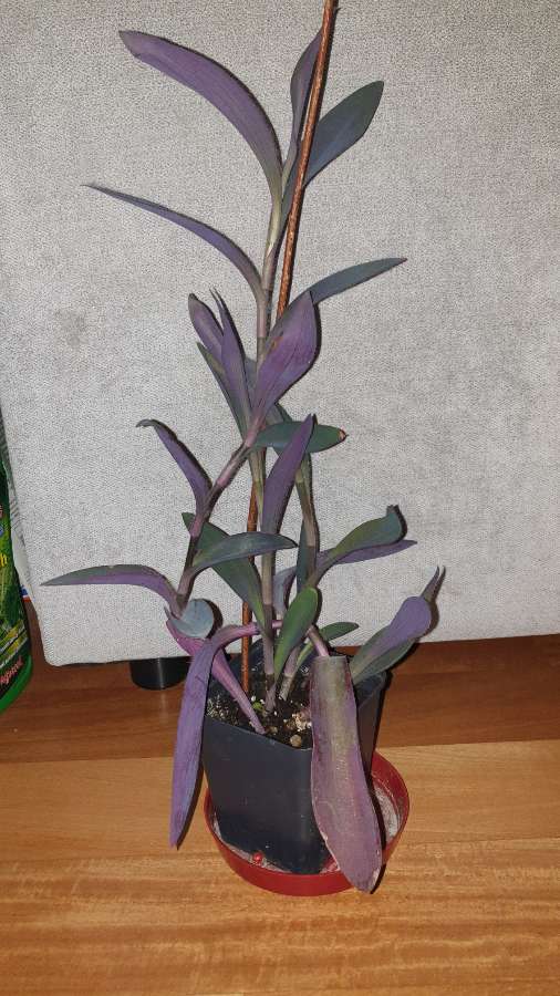 Trzykrotka, setkrezja purpurowa  3