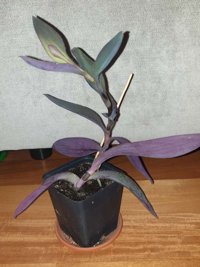 Trzykrotka, setkrezja purpurowa  3
