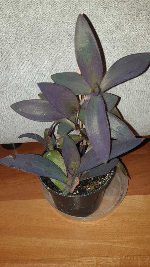 Trzykrotka, setkrezja purpurowa  3
