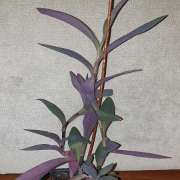 Trzykrotka, setkrezja purpurowa 