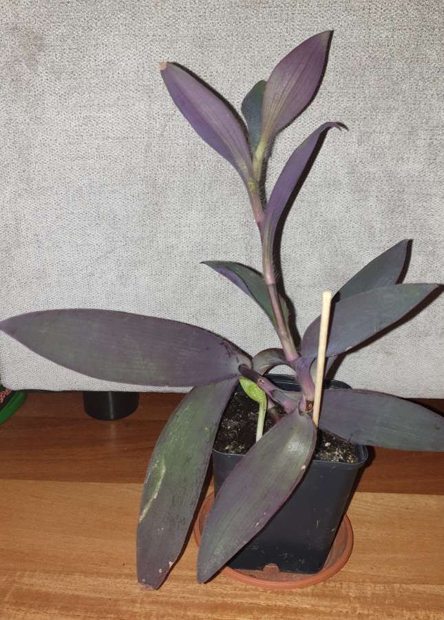 Trzykrotka, setkrezja purpurowa  2