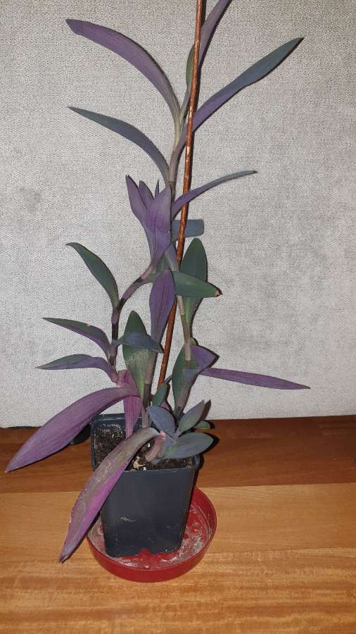 Trzykrotka, setkrezja purpurowa  2