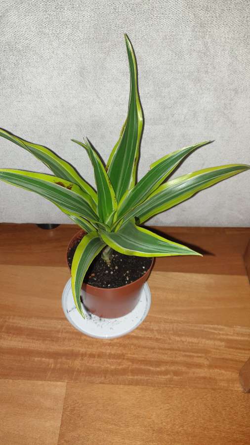 Dracena wonna, dracaena fragrans,odmiana Lemon Lime 4
