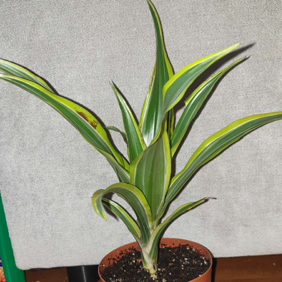 Dracena wonna, dracaena fragrans,odmiana Lemon Lime