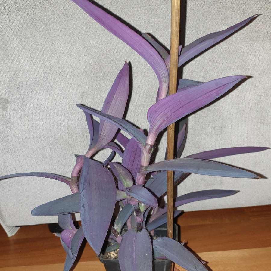 Trzykrotka, setkrezja purpurowa 