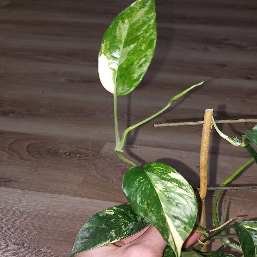 Epipremnum Pinniatum Variegata