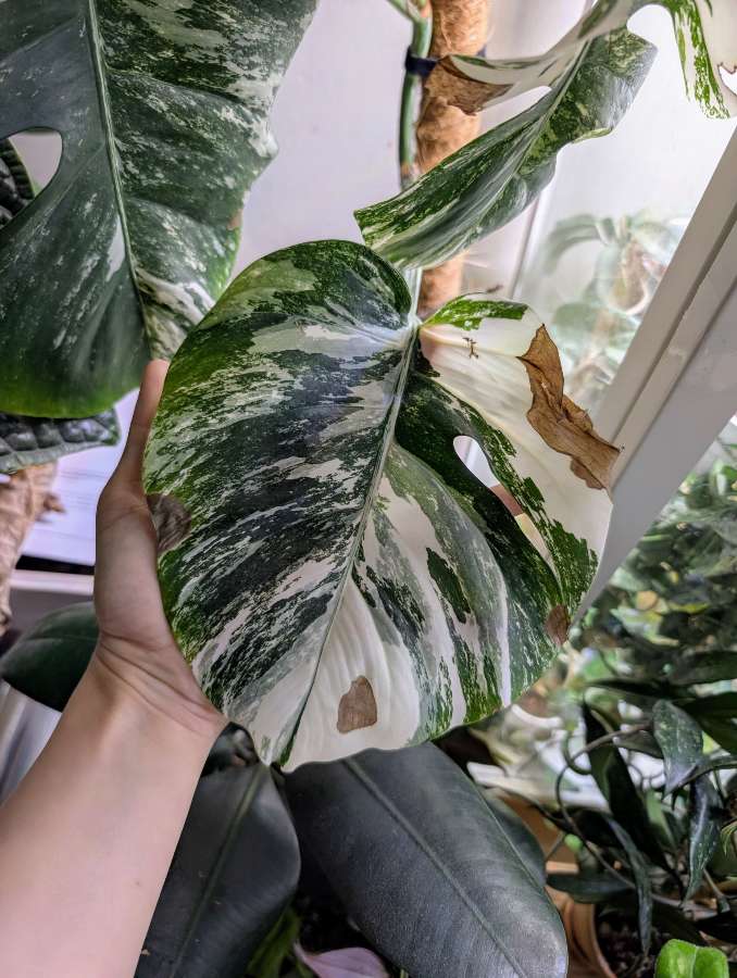 Monstera variegata 5