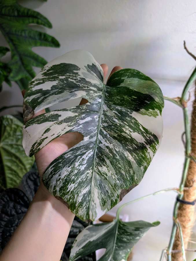 Monstera variegata 2