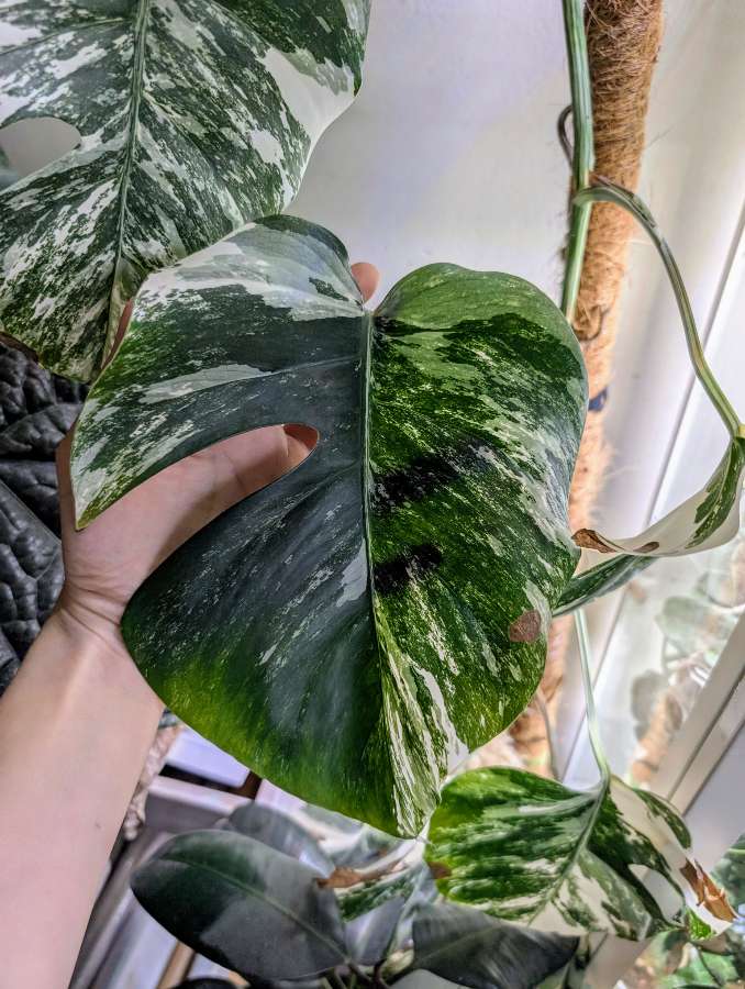 Monstera variegata 4