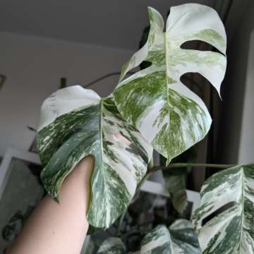 Monstera variegata