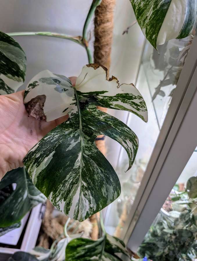 Monstera variegata 3