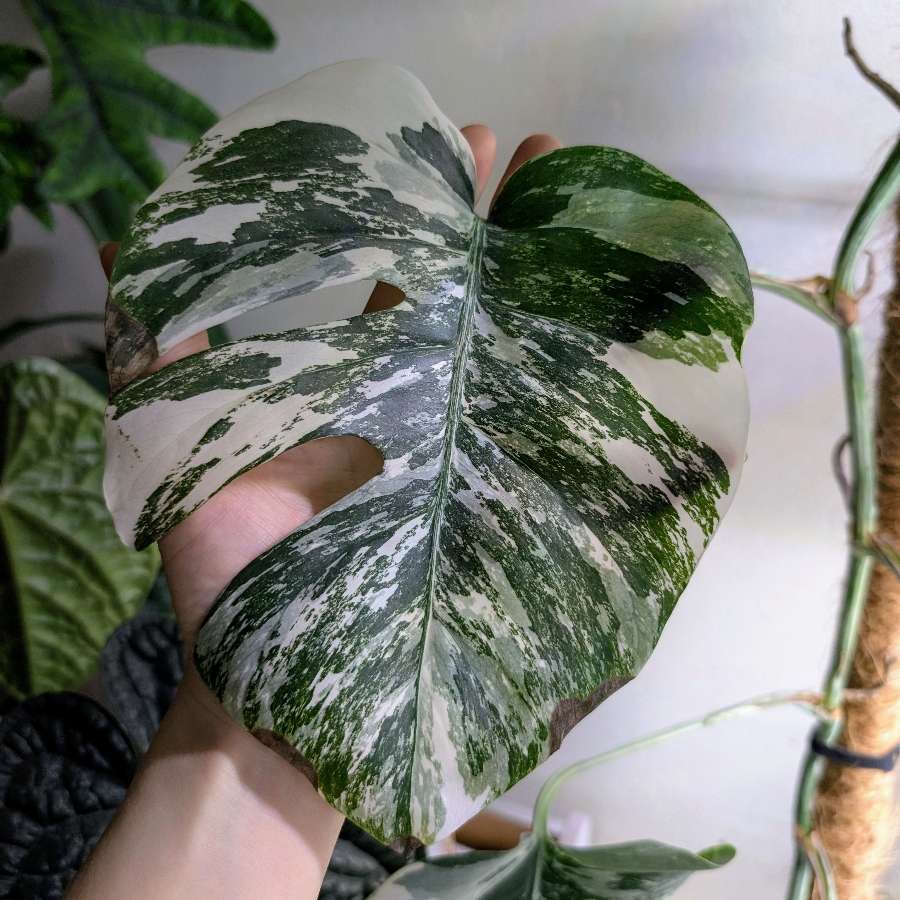 Monstera variegata