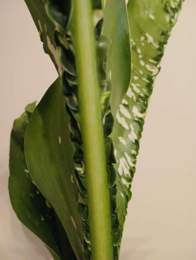 Dieffenbachia crocodile 4